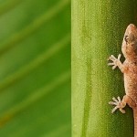Foto der Ausgabe – Januar 2016